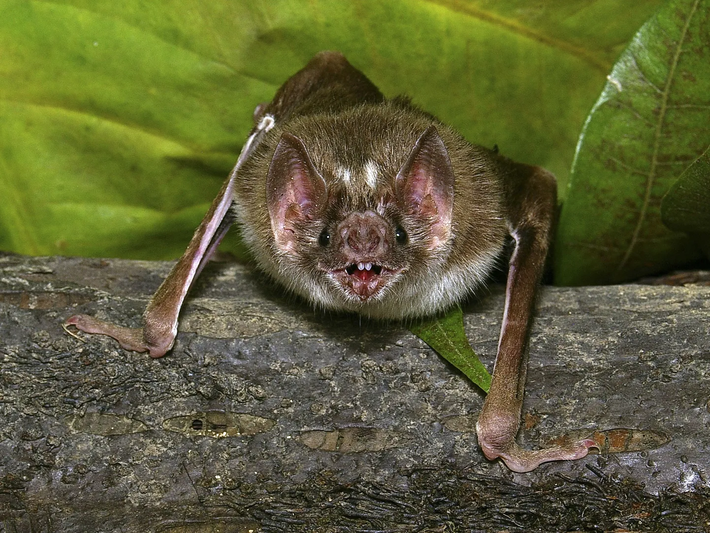 Vampiirnahkhiir