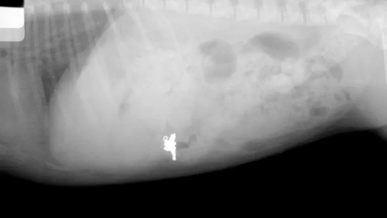 Yorkshire'i terjeri kõhust leiti ripats. Foto: Veterinary Practice News / Caters News
