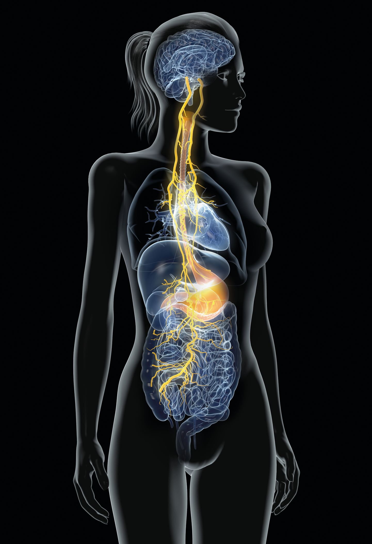 Aju muu kehaga siduv uitnärv on oma ca 160 000 närvikimbuga imetabane süsteem, mida võiks nimetada ka kõhutunde aluseks – nii palju on funktsioone, mida see endas kannab.