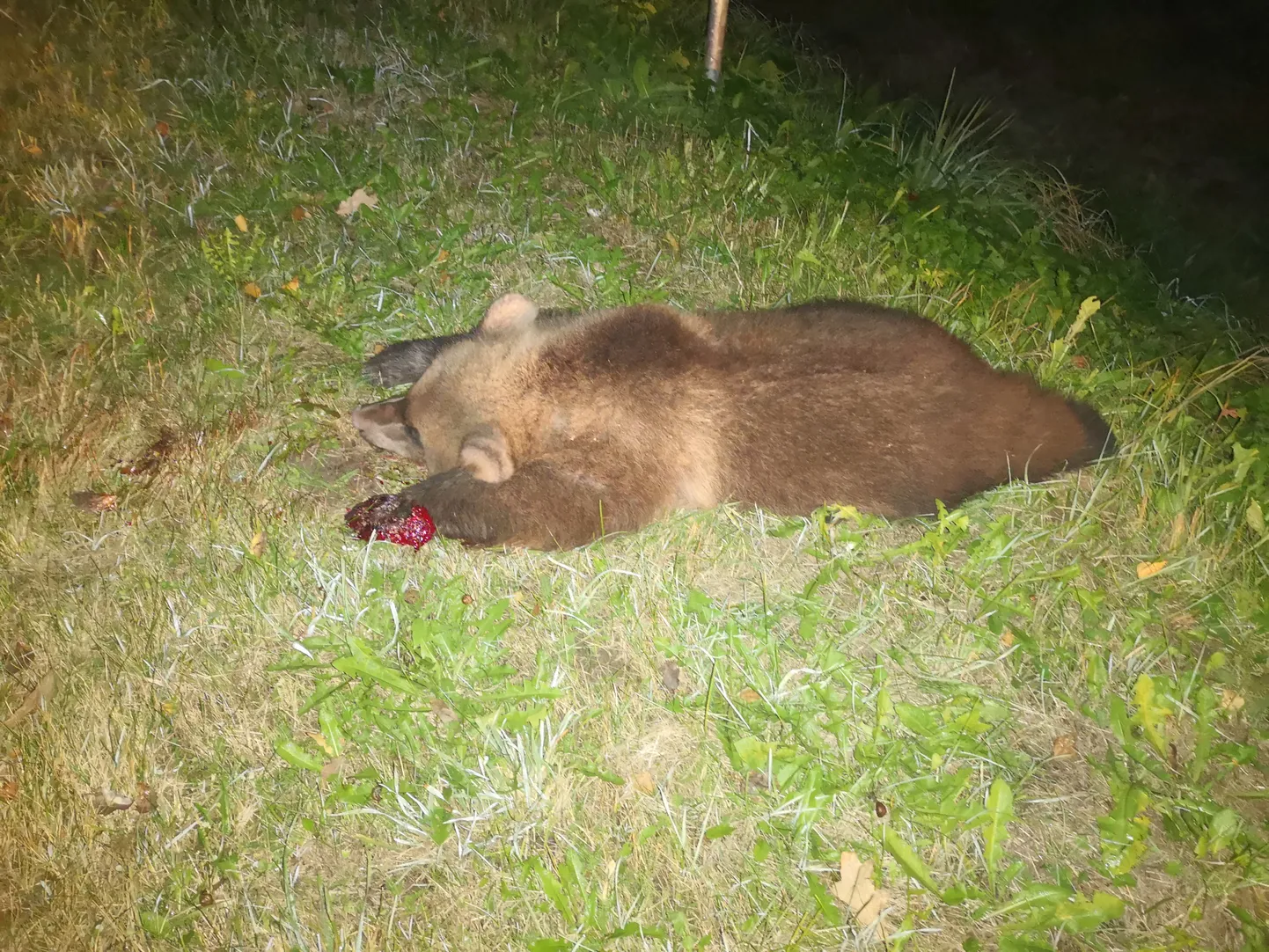 Mõlemast hukkunud karupojast lastakse taksidermistil topis teha.