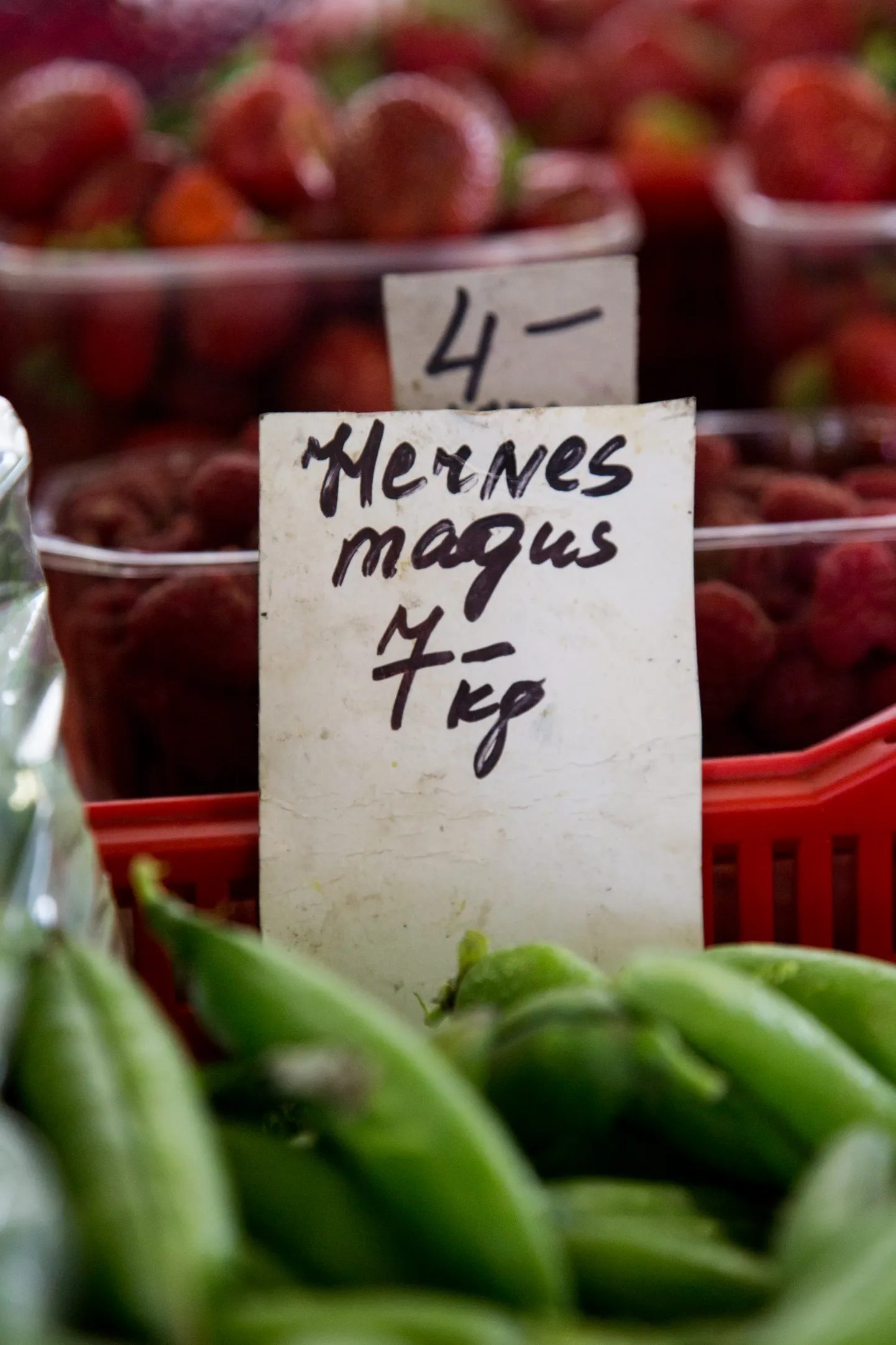 Hernes magus