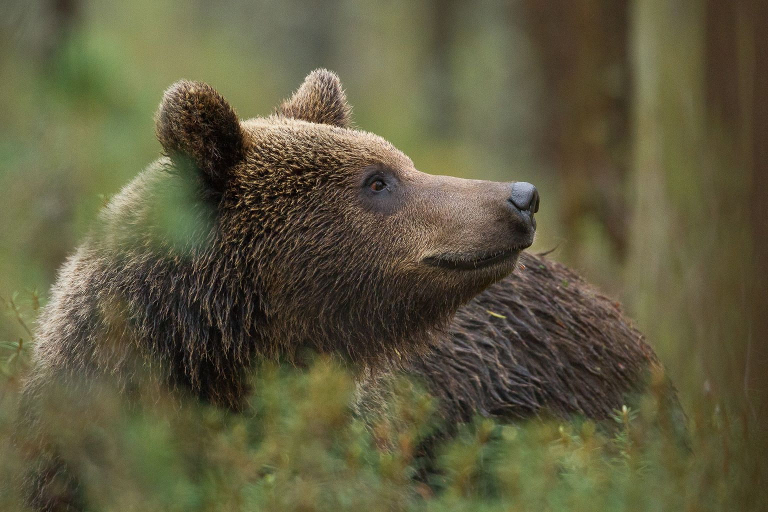 Karu on aasta loom 2022.