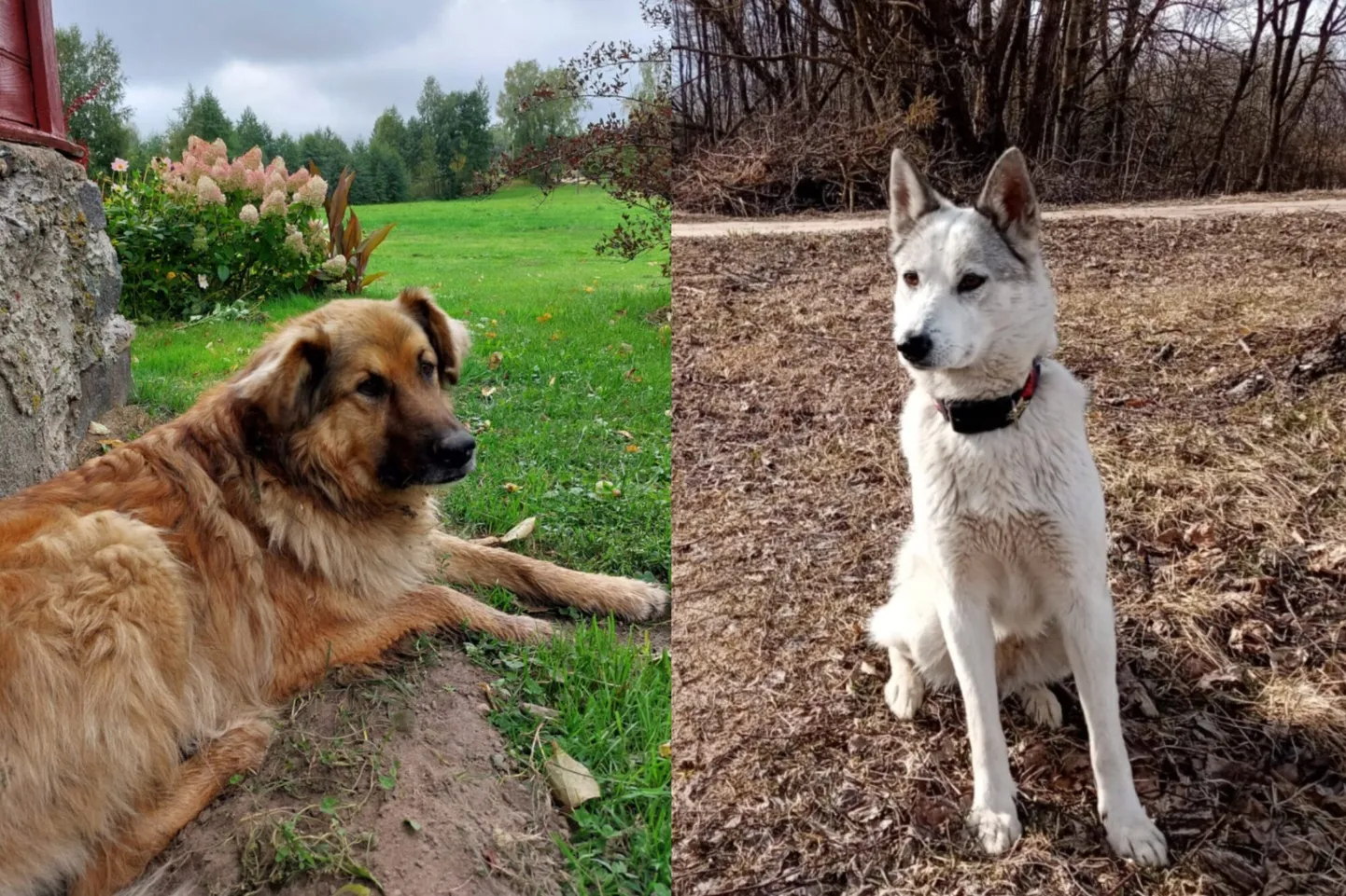 Raksta foto