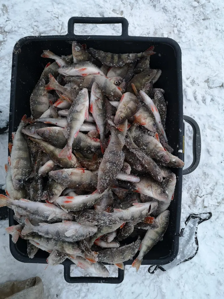 Õngpüünistega tohib püüda ööpäevas kuni 15 kilo ahvenat.