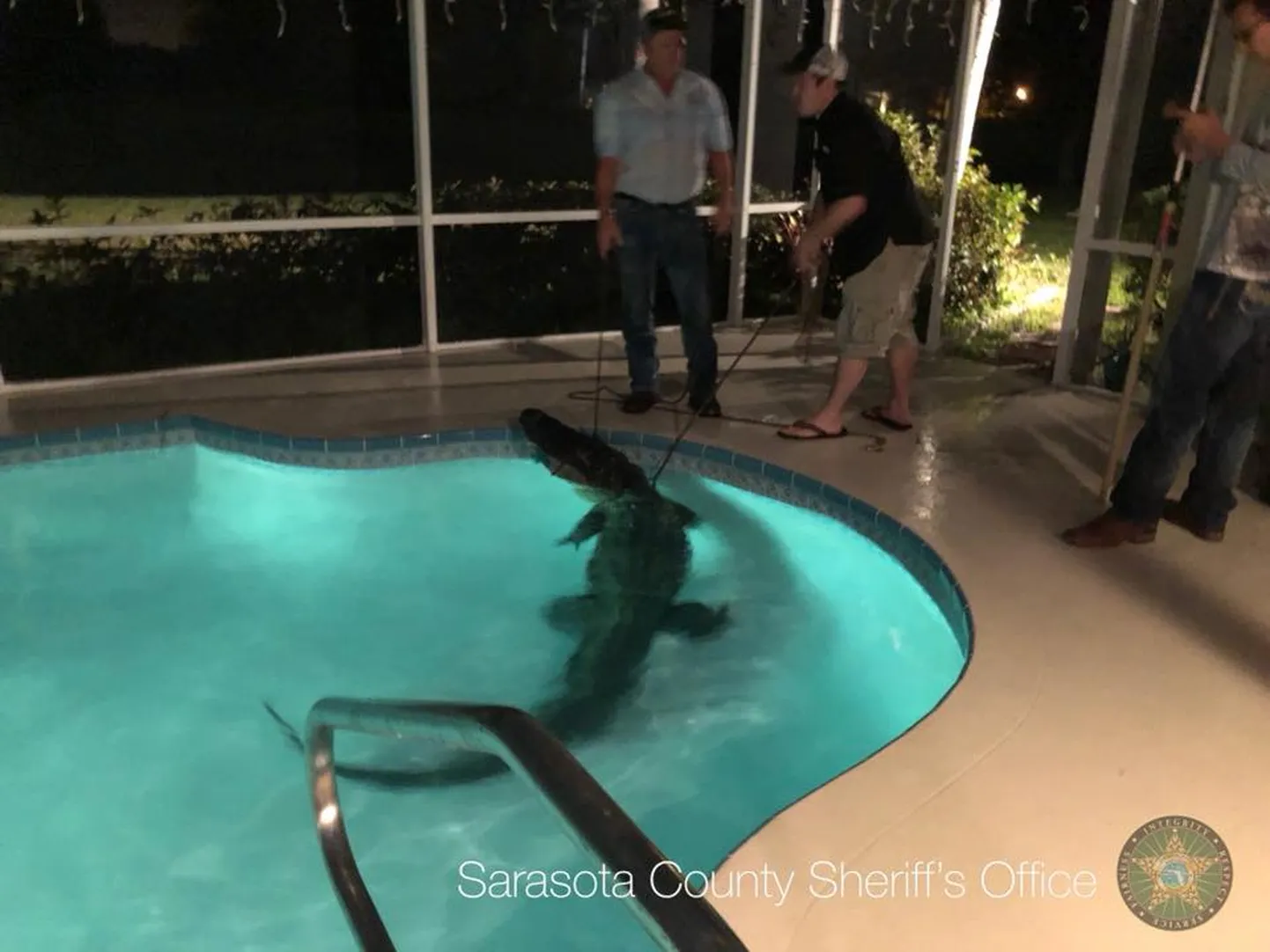 Alligaator Florida elumaja koduses basseinis.