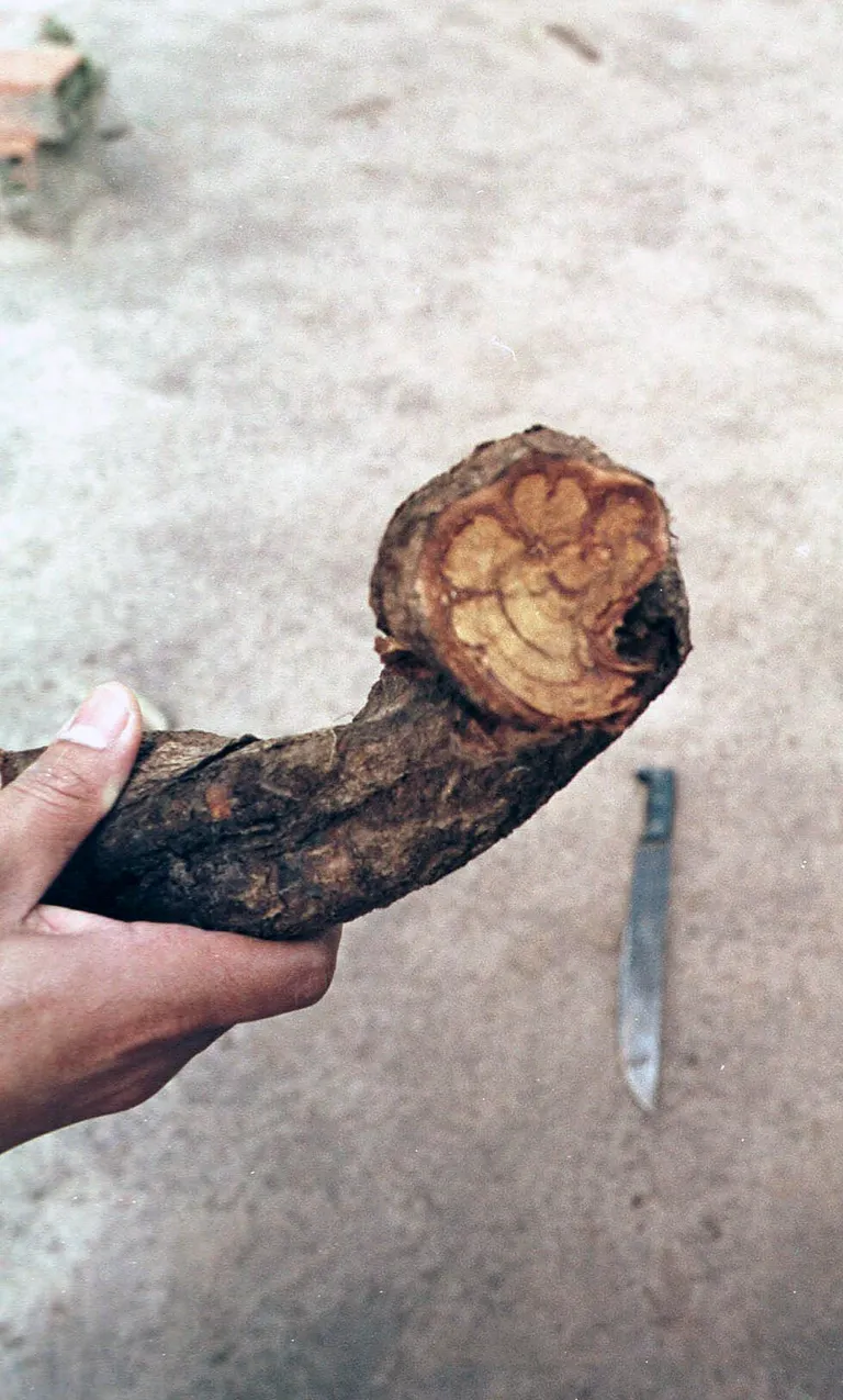 Amasoonase kaapiväät (Banisteriopsis caapi)