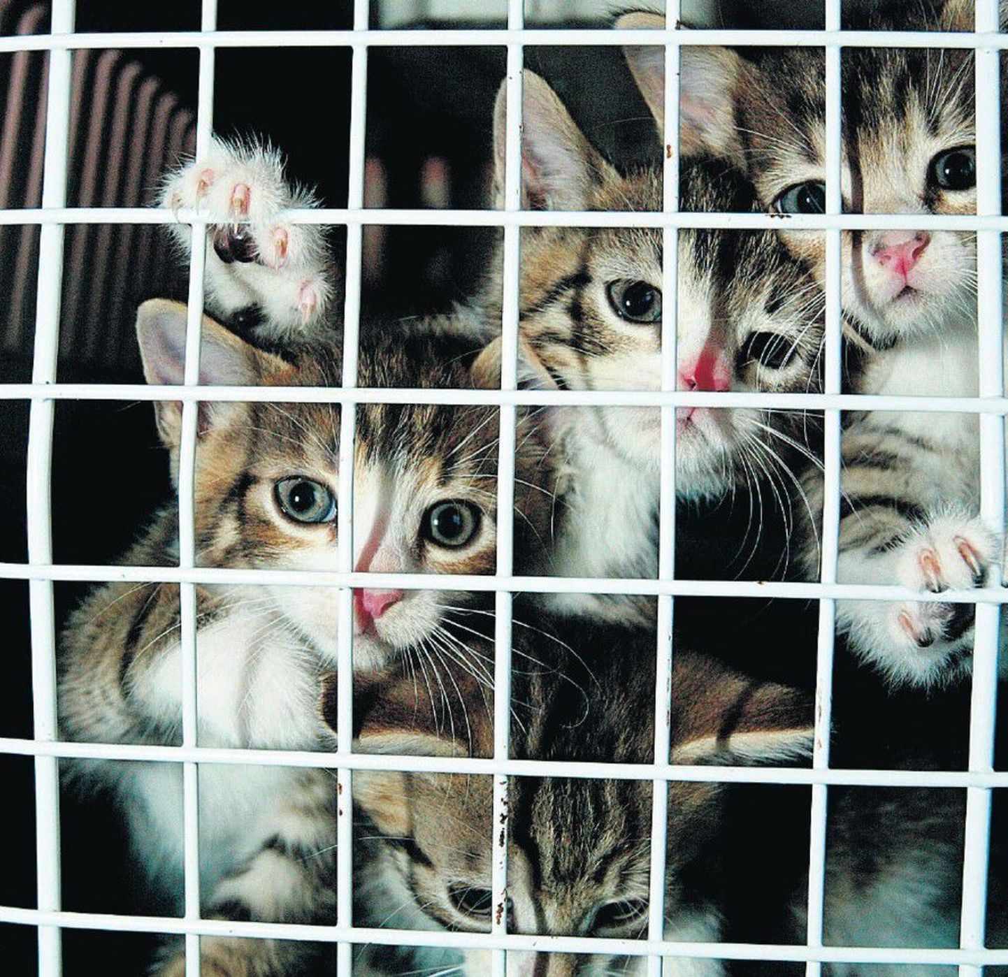 Enne kassipojamaja avamist konsulteeris varjupaik loomaarstiga. Pilt on illustreeriv.