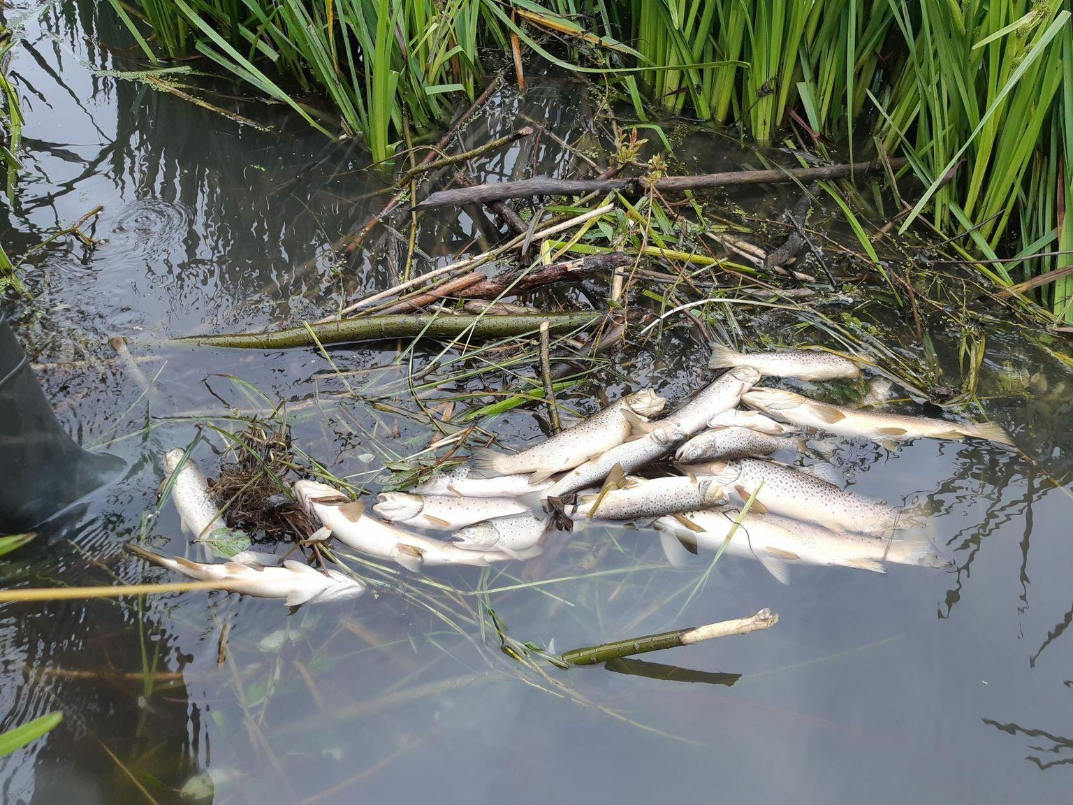 Мертвая рыба в реке Умбуси в конце июля 2022 года.
