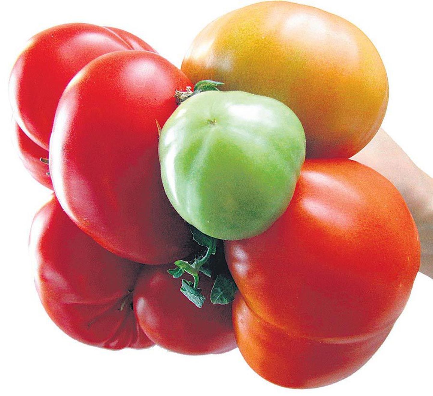 Kõik kaheksa tomatit korraga pildile ei mahtunud.