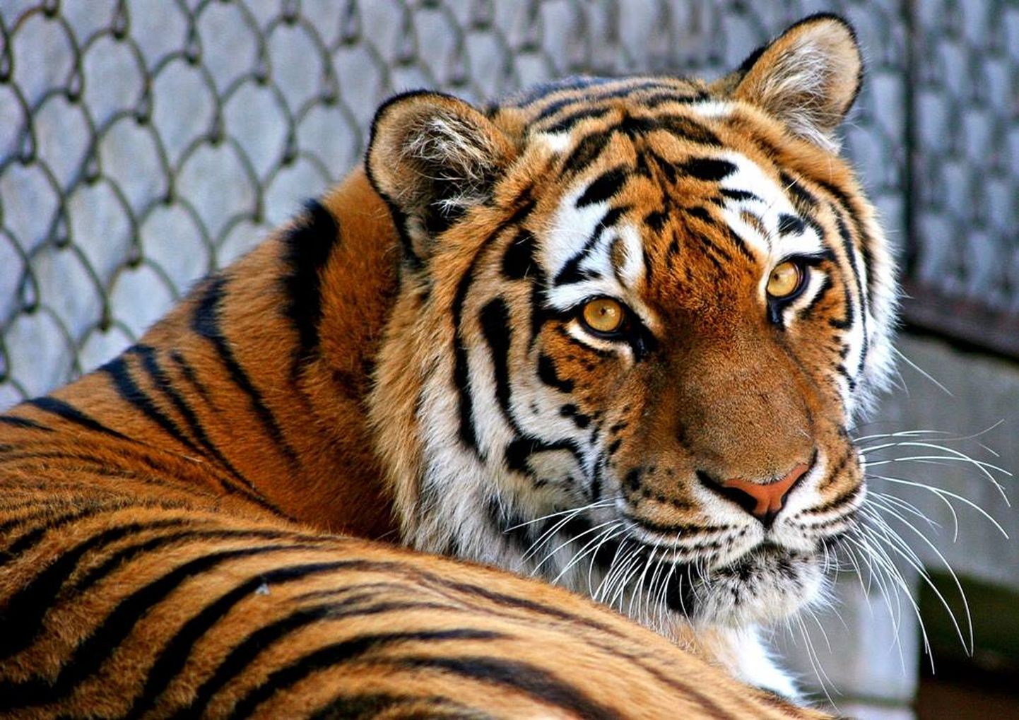Amuuri tiiger Piiga aastal 2013