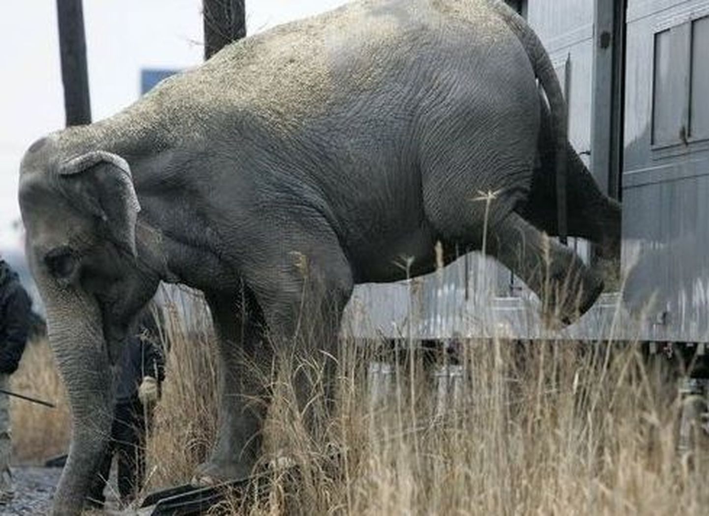 Belfasti loomaaed otsib elevandi päästjat