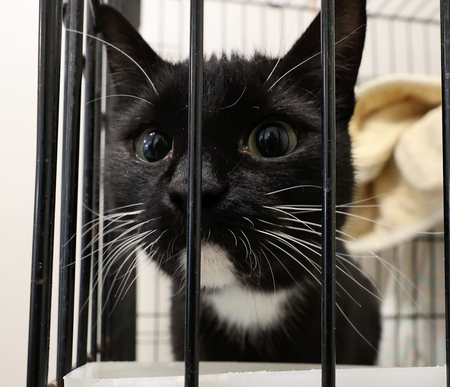 Pildil kass Tartu koduta loomade varjupaigas. Pilt on artiklit illustreeriv.