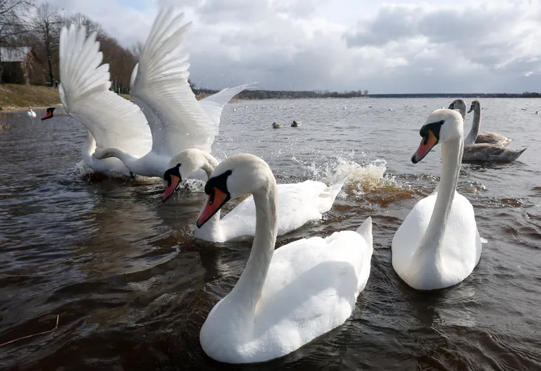 Gulbji Ķengaraga promenādē.