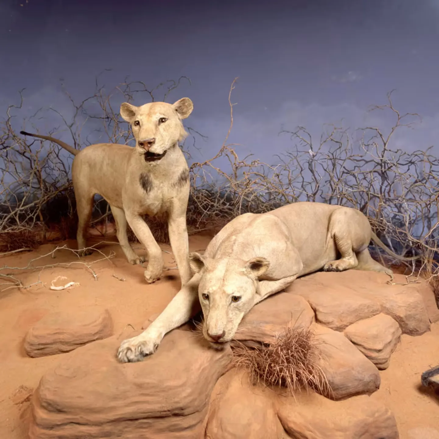 Tsavo inimsööja lõvid Chicago Fieldi loodusmuuseumis.