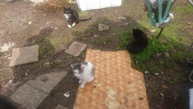 Artikli foto