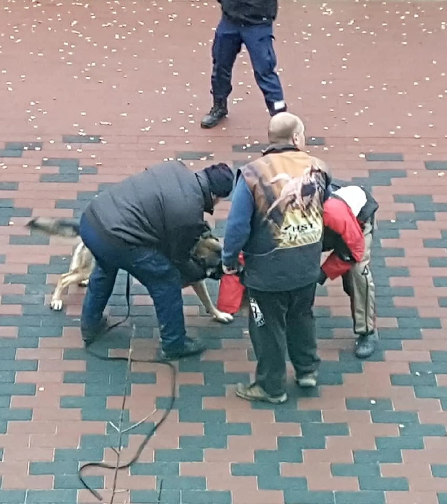 Belgia lambakoera kutsikas Mauser Rakveres linnaruumis trenni tegemas.