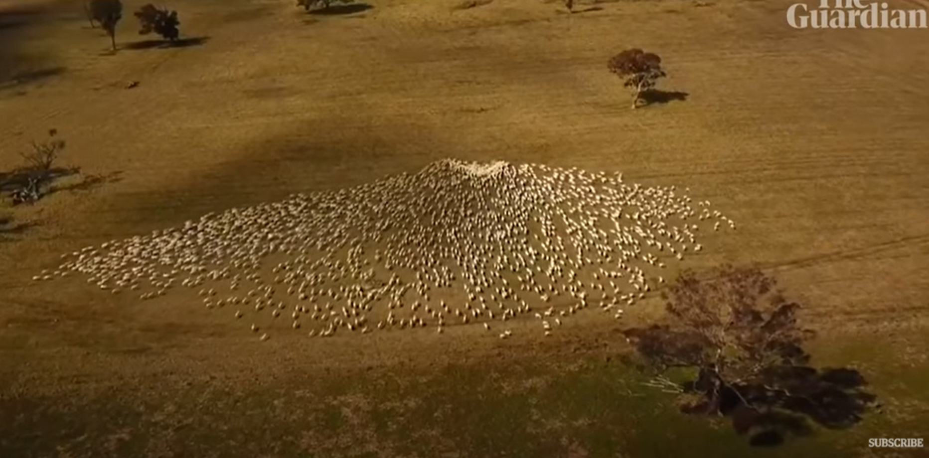 Austraalia farmer mälestas oma tädi lammastest tehtud südamega