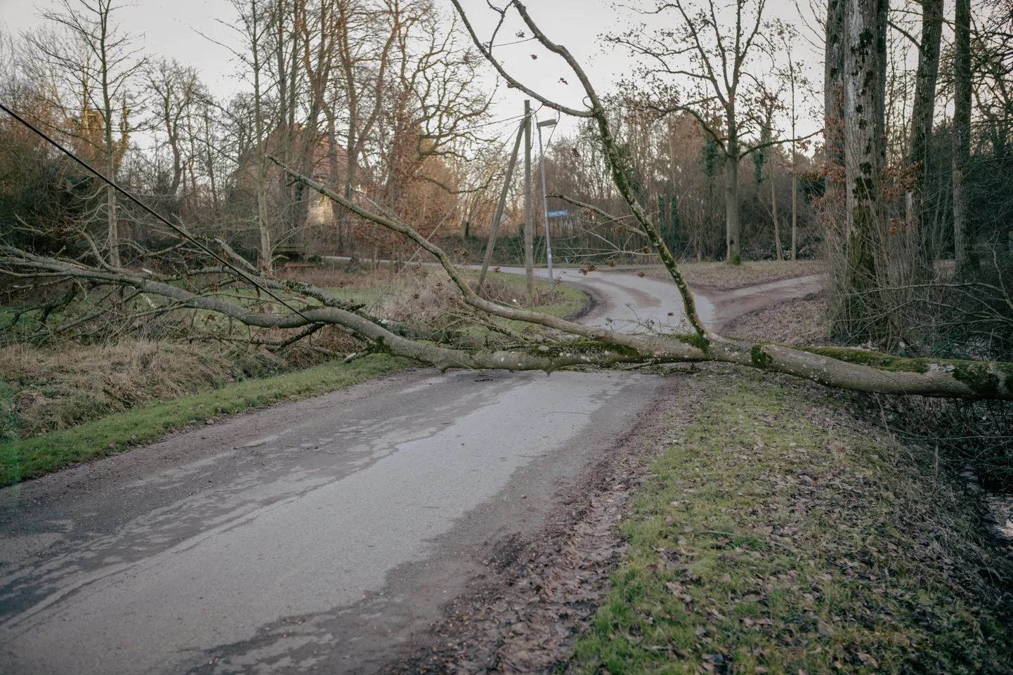 Поваленное дерево. Иллюстративное фото.