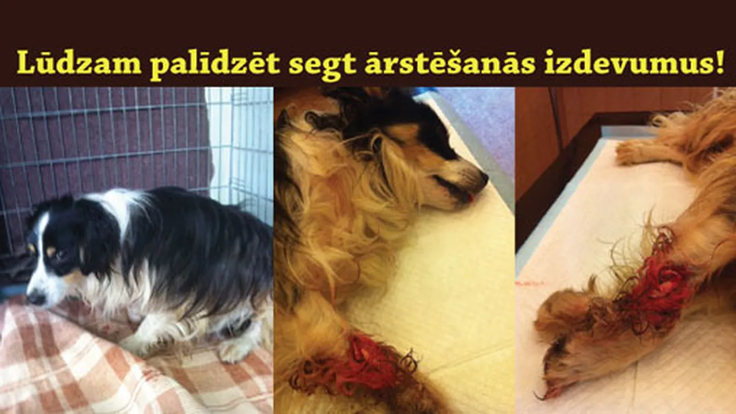 Raksta foto