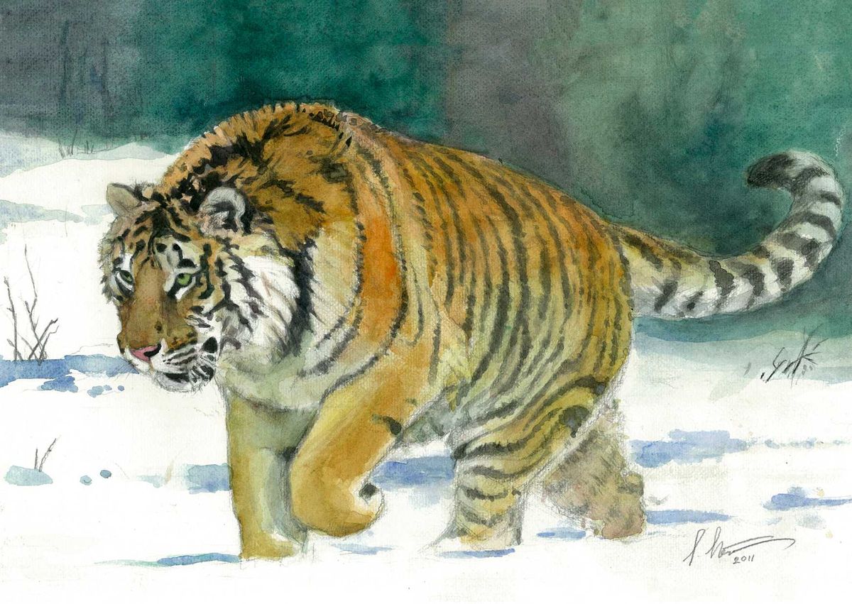Linnainimest tiiger ei ohusta, aga hirmu põhjustaja võib olla sama reaalne hädaoht elule – seda on lihtsalt palju raskem näha! Sándor Stern «Amuuri tiiger» (Panthera tigris altaica), 2011, akvarell