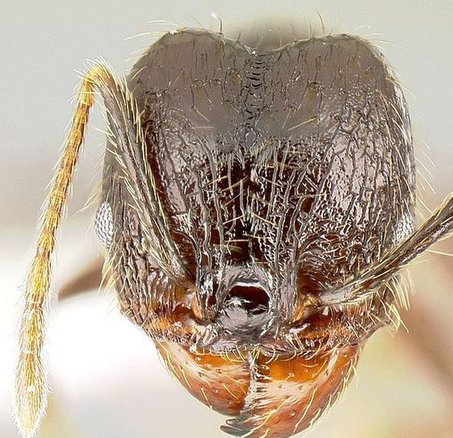 Geeniaktiveeringu tulemusena saadi «supersõdur» sipelgad