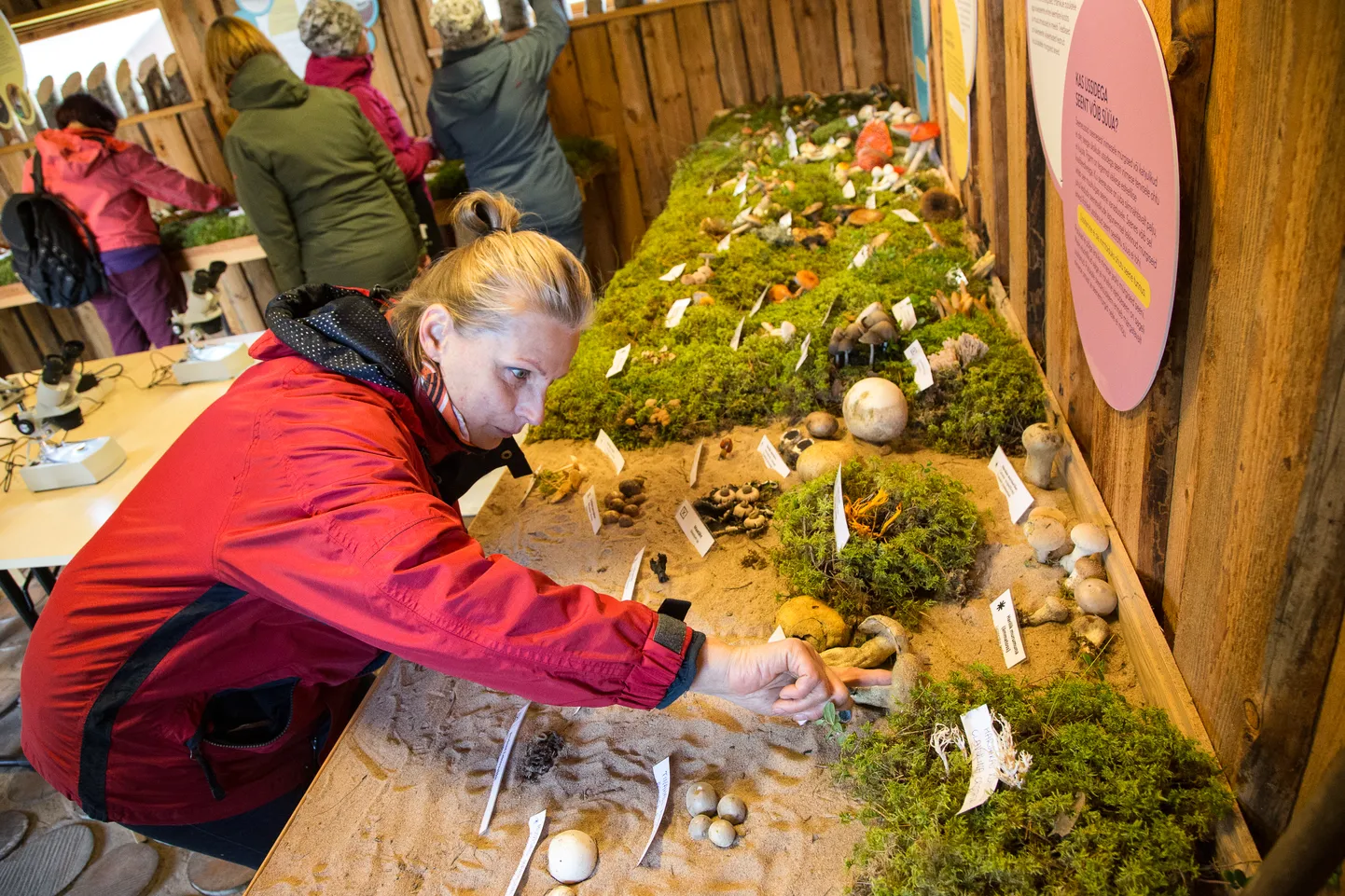 Inga Karp on aastaid toimunud RMK seeneperepäeva sage külastaja. Igal seeneretkel avastab ta endale mõne uue liigi, mida hakkab korjama. Seenenäitusel saab uusi teadmisi veelgi kinnistada.