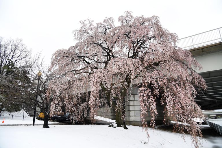 Kirsiõied lumes. Washington teisipäeval. Foto: Xinhua/Sipa USA