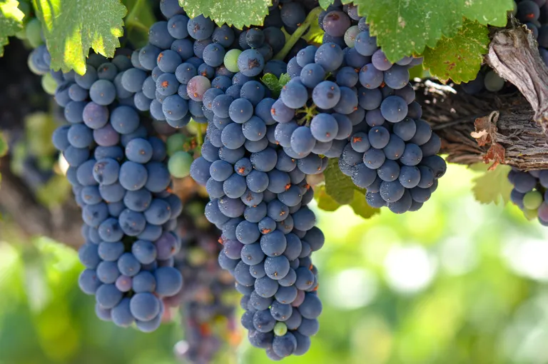 Cabernet Sauvignoni viinamarjad.