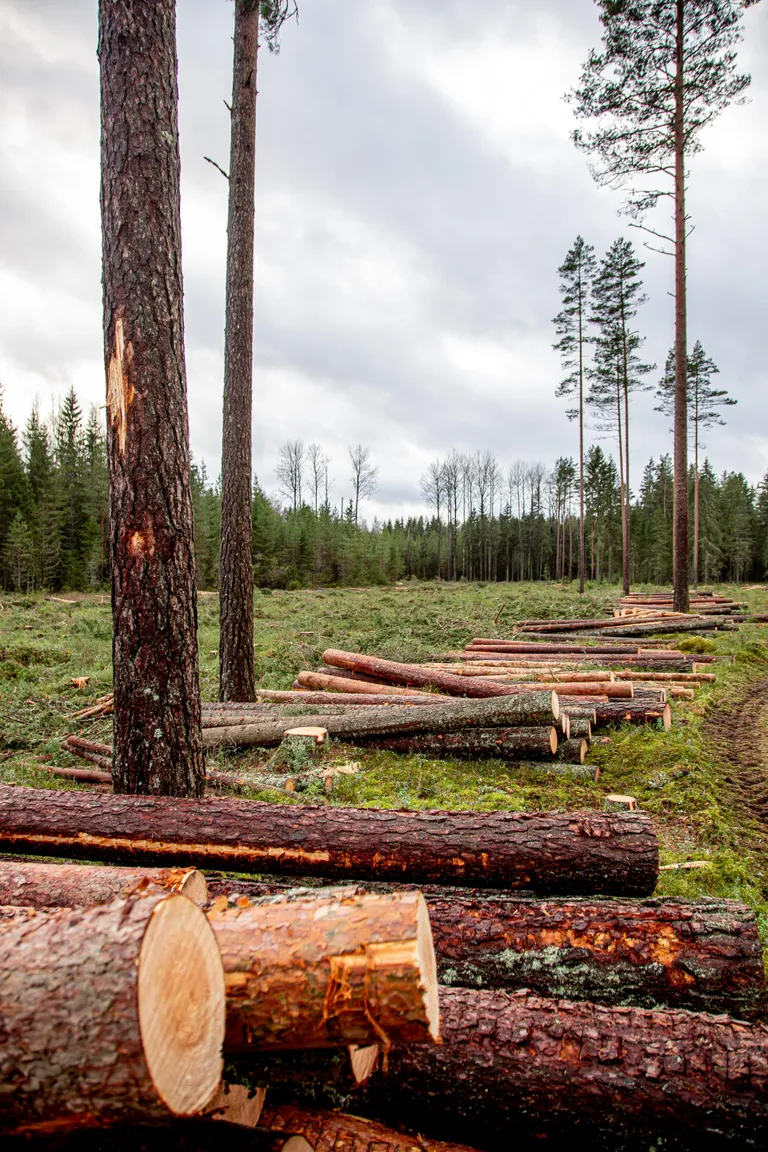 Kurgja metsades tegi RMK lageraiet tänavu talvel.