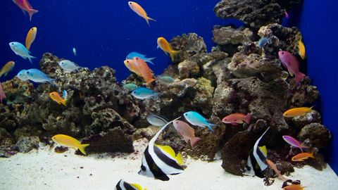 USKUMATU ⟩ Õilis tegu viis katastoofini: loomapäästja seiab silmitsi süüdistusega