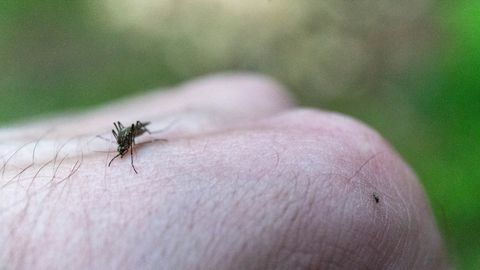Bioloog hoiatab: sel aastal on vähem sääski, aga...