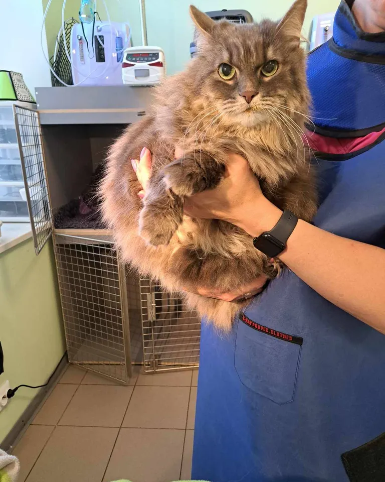 Kliinikusse eutaneerimisele toodud kass Liisu.