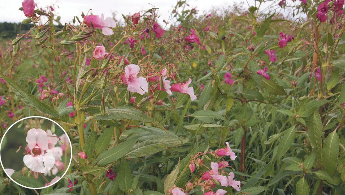 Недотрога железистая (Impatiens glandulifera) — красивое растение с приятно пахнущими розовыми цветками может достигать двух метров в высоту.