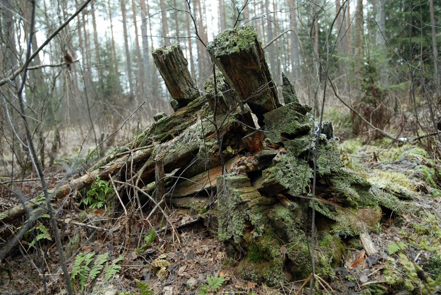 Metsavendade eluaseme jäänused Alam-Pedjal.