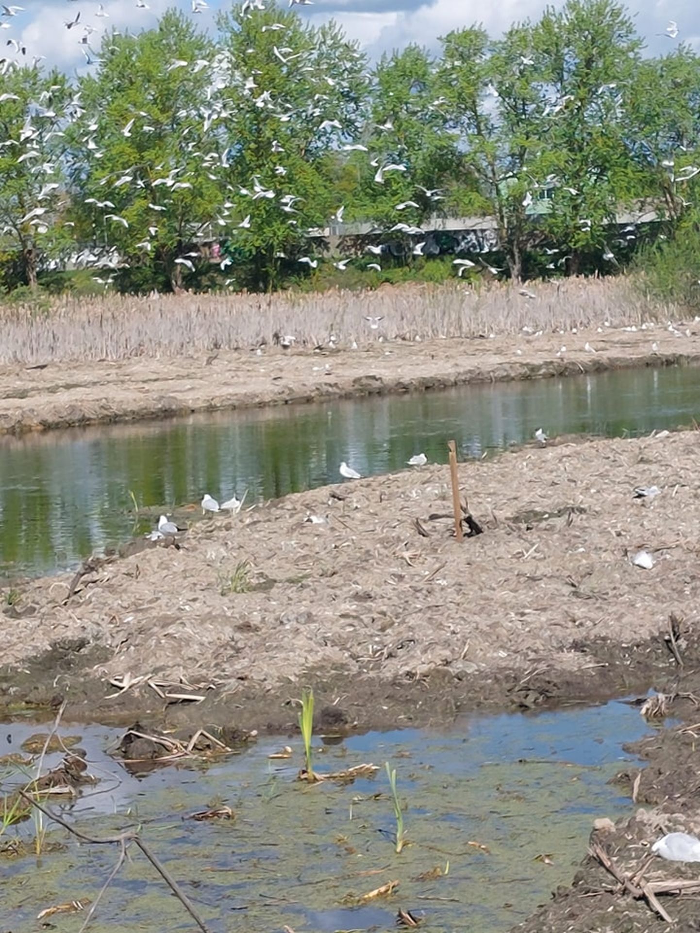 Птицы в пруду Эспланады в Даугавпилсе