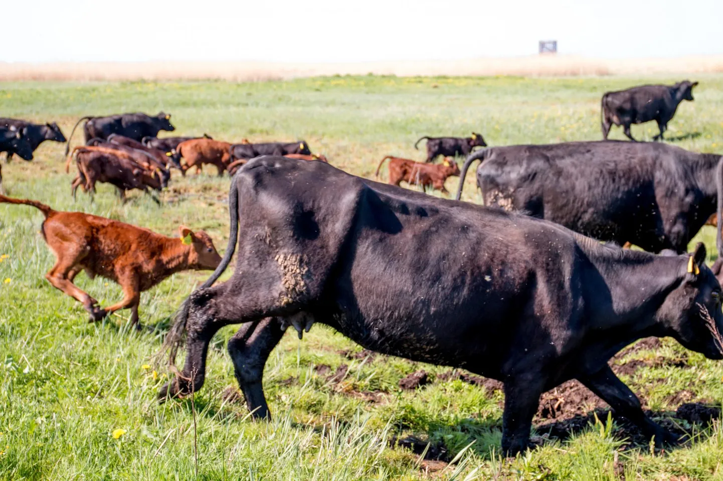 Botaanik Vilma Kuusk eelistab rannaniitude niitmist linnalehmade karjatamisele.