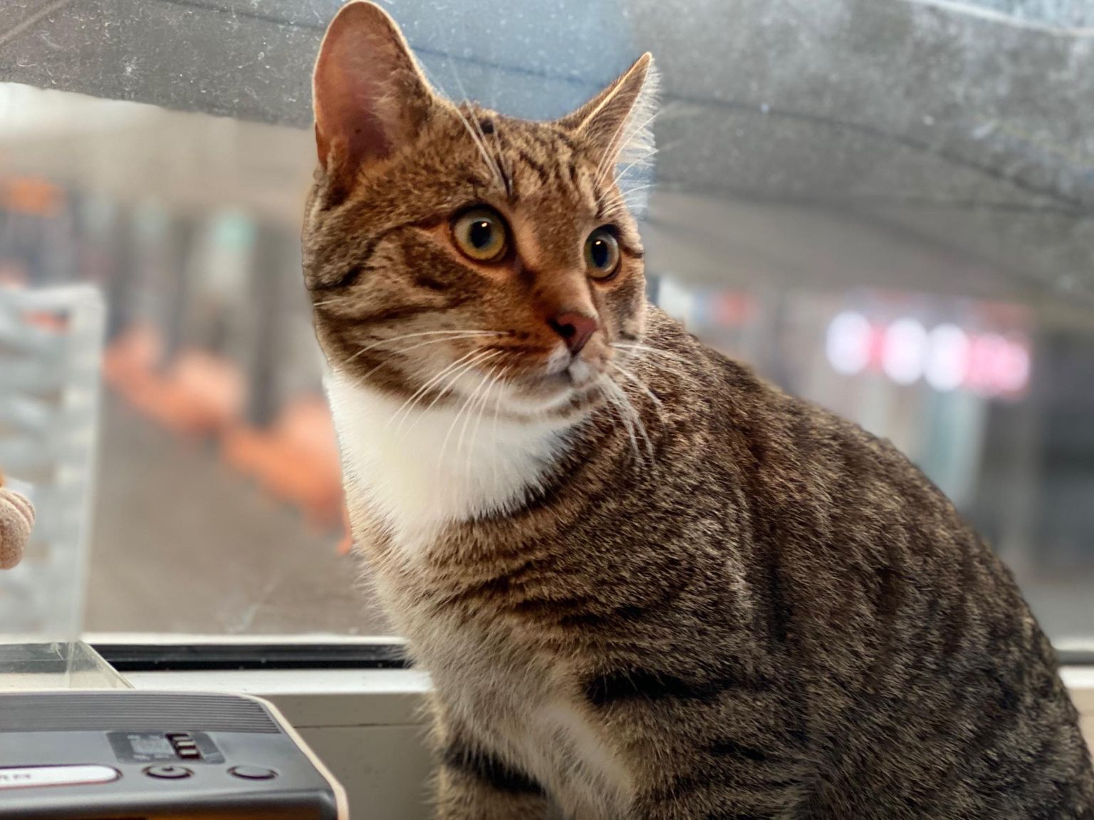 Оставленный на Таллиннском автовокзале кот. Ему нашли новый дом и назвали Муракасом.