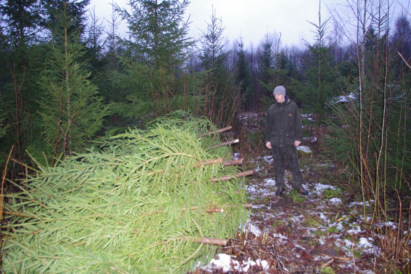 Metsnik Veikko Asuri meele teeb kurvaks, et puud on võetud noorendiku pealt, kus RMK töötajad ise palju tööd teinud ja vaeva näinud on.
