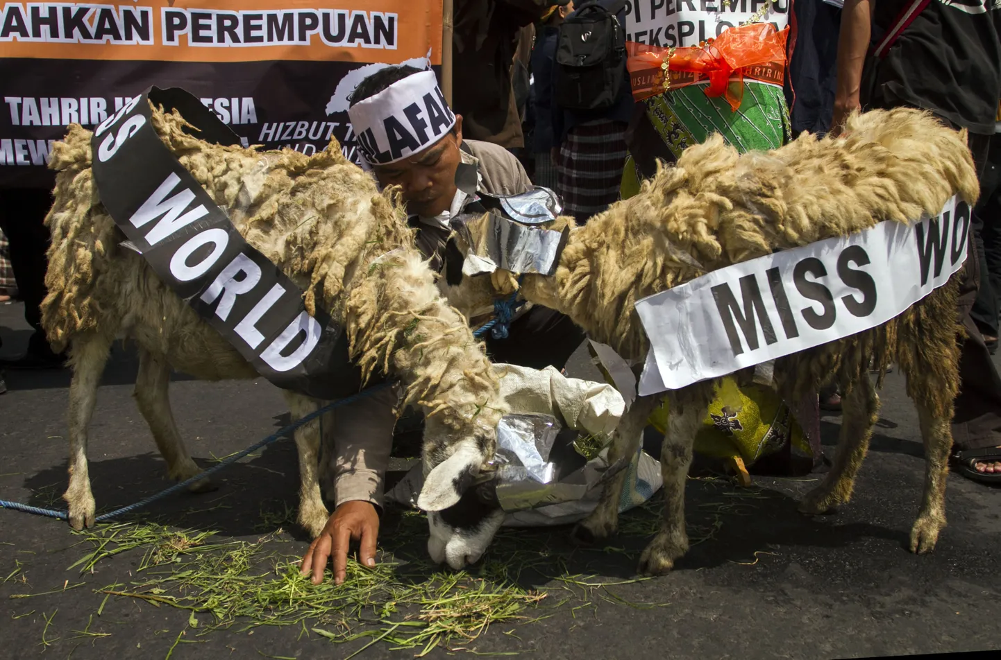 Protestivad Indoneesia moslemid näitasid oma meelestatust iludusvõistluse suhtes ka kahe kitse Miss Maailmaks ehitmisega.