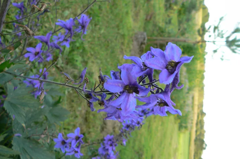Kukekannus.