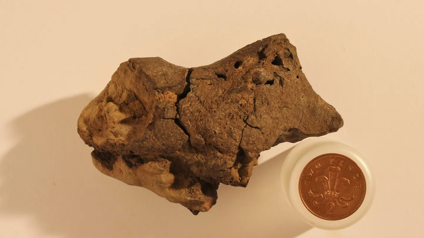 Sussexi rannast leitud kivi on maailma ainukene säilinud dinosauruse aju, näitavad briti teadlased oma värskes uuringus.