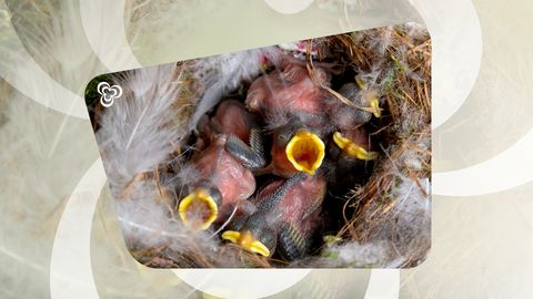 LOODUSKAITSE REMONDINURK ⟩ Rahvas tahab, et linnupoegadel lastaks elada