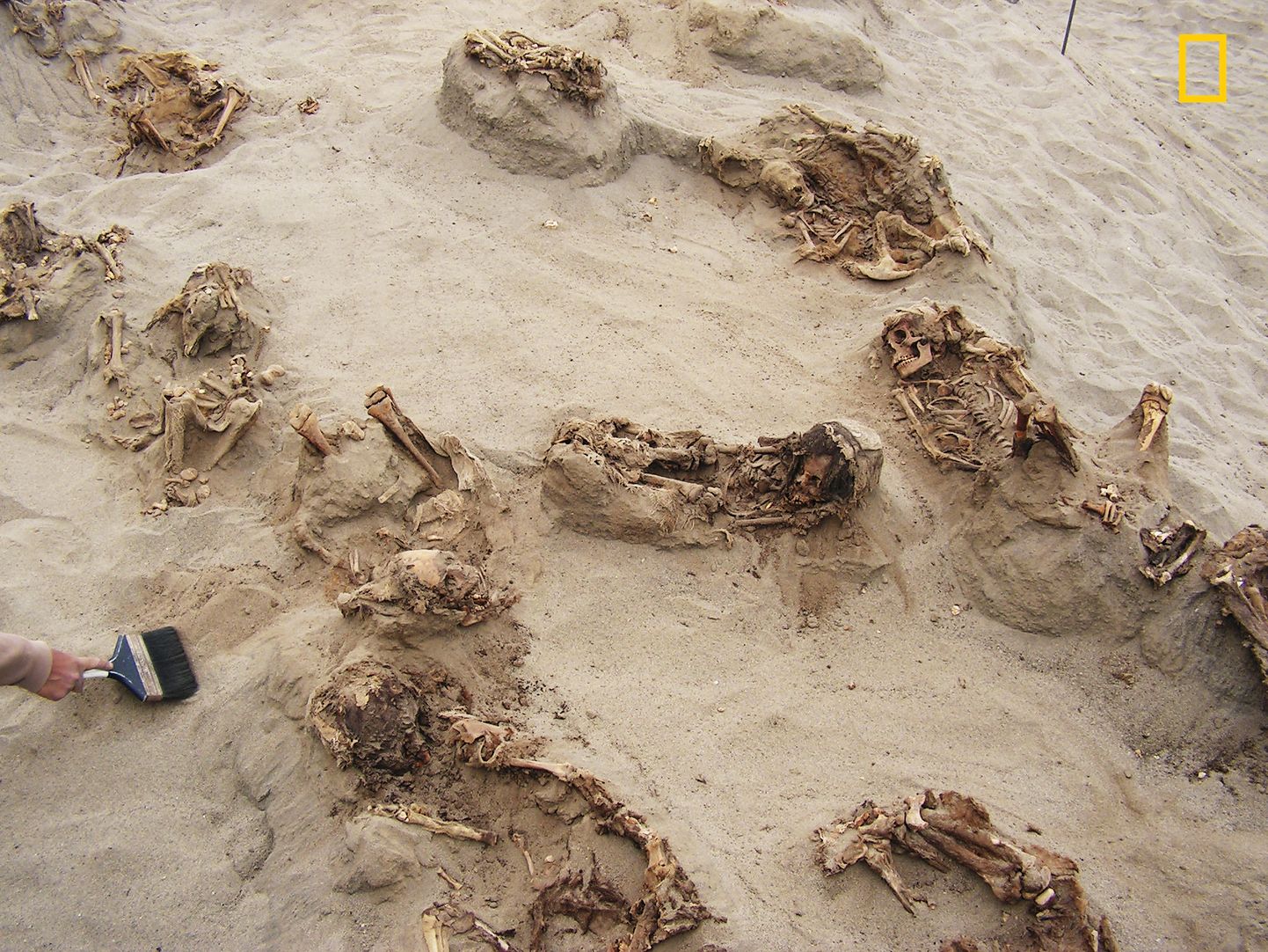 Jumalatele ohverdatud laste skeletid enam kui poole tuhande aasta taguses massihauas Las Llamase matmispaigas Trujillo lähistel Peruus.