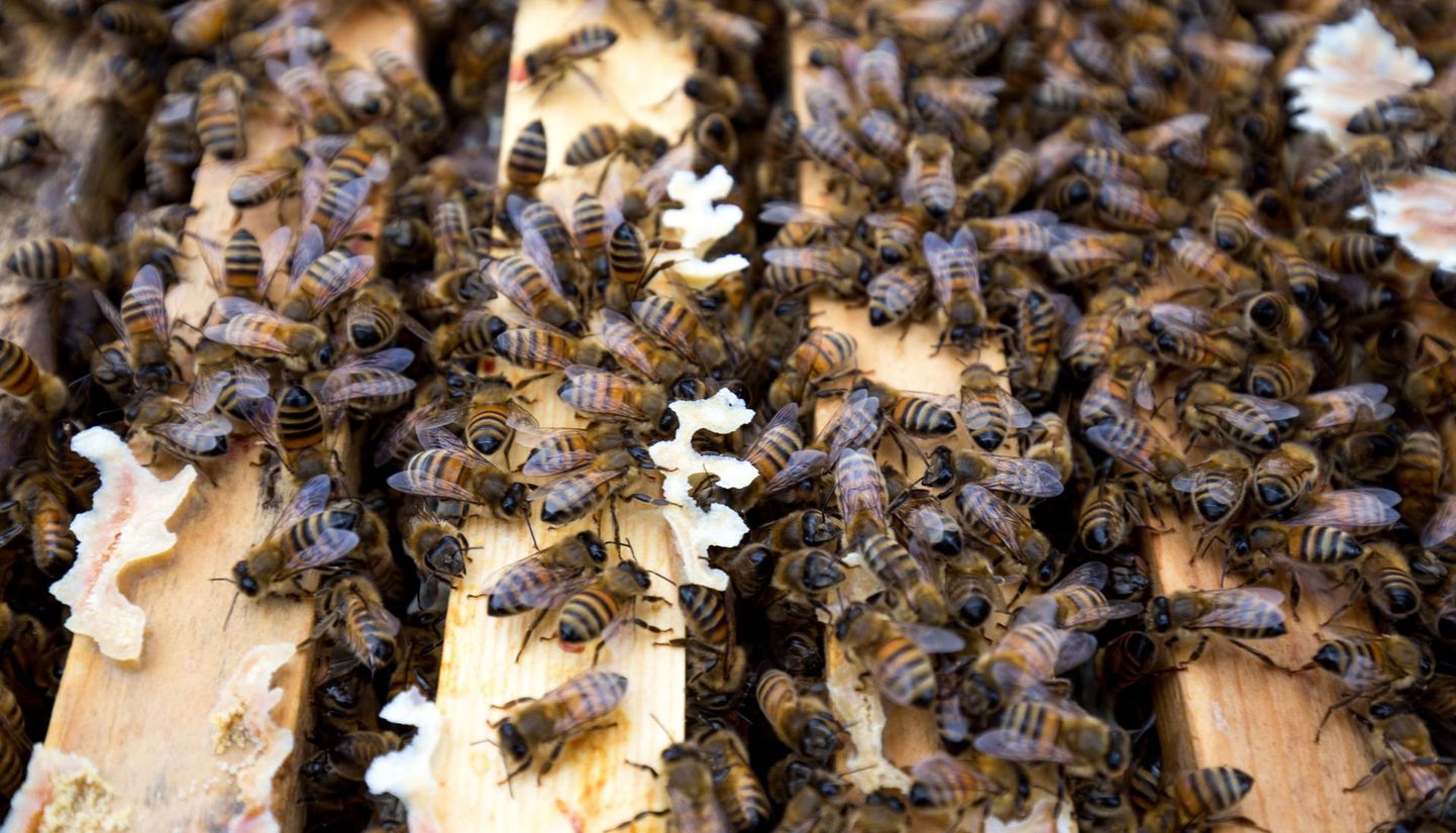 Mesilasi saab registreerida e-PRIA-s.