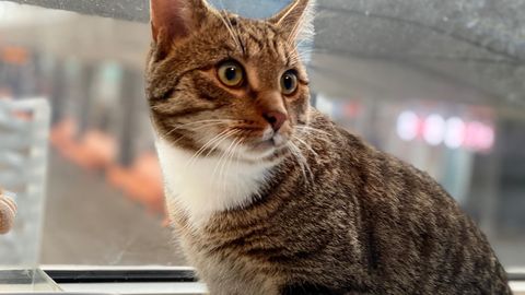 Защитники животных нашли мужчину, который бросил кота на Таллиннском автовокзале