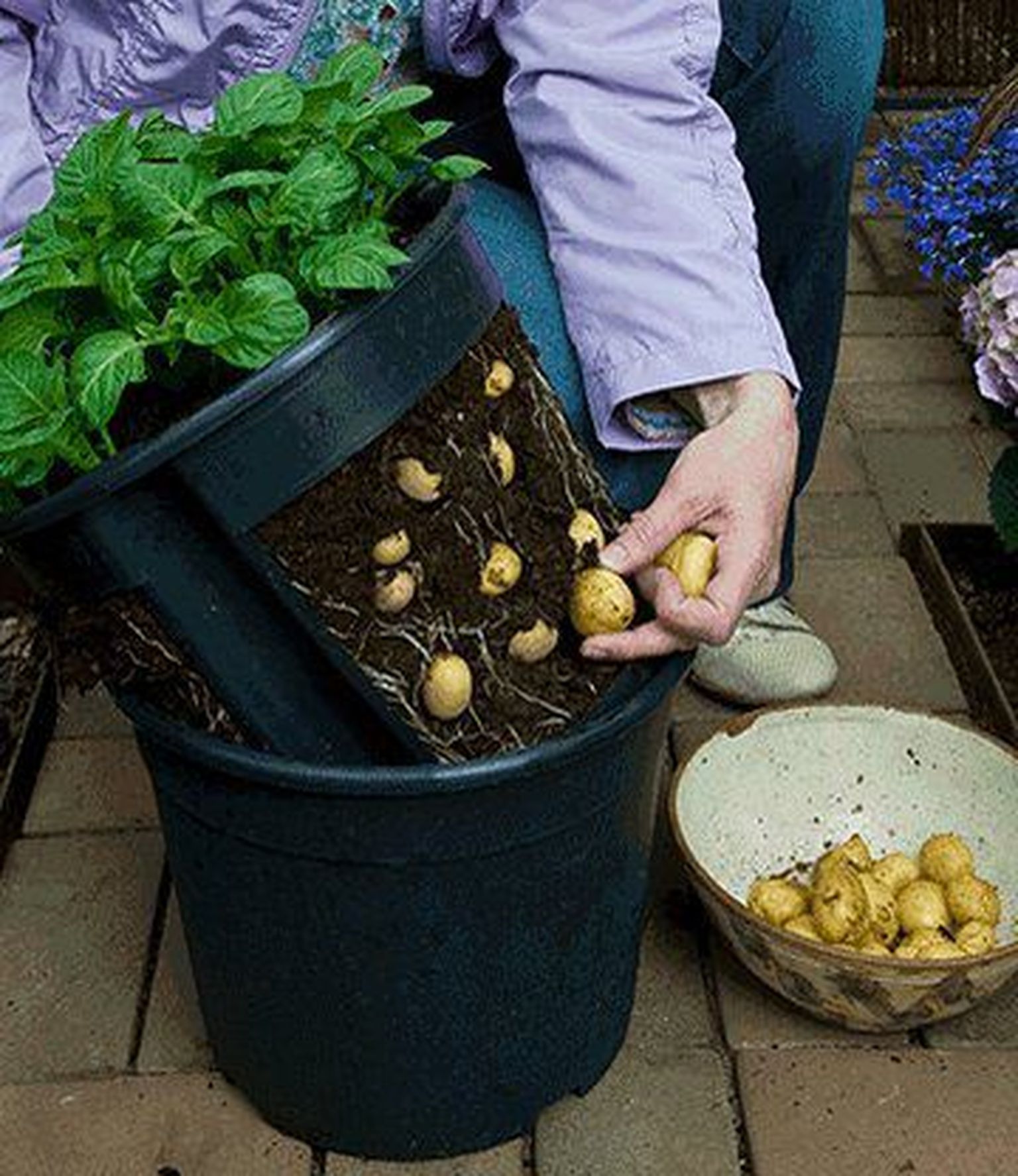Sel kevadel on vahetatakse sotsiaalmeedias agaralt soovitust, kuidas kartulit kasvatada kahe poti sees. Sisemisel on küljed osaliselt ära lõigatud ja nii saab suuremad kartulid vahepeal ära noppida ja taim kasvab ikka edasi.