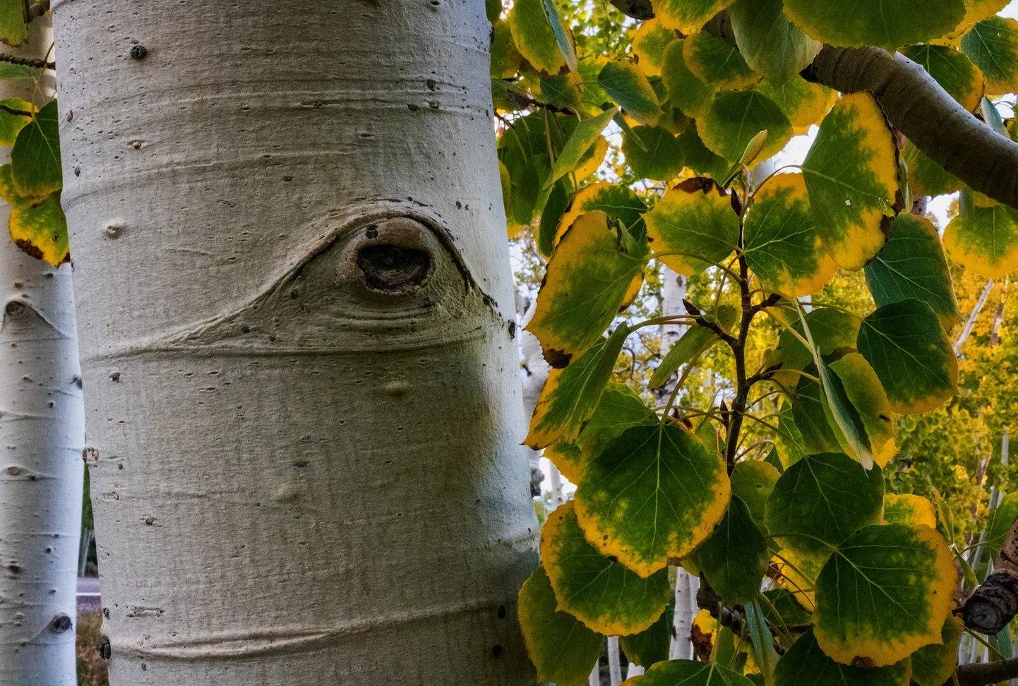 Pando on Ameerika haab (Populus tremuloides Michx).