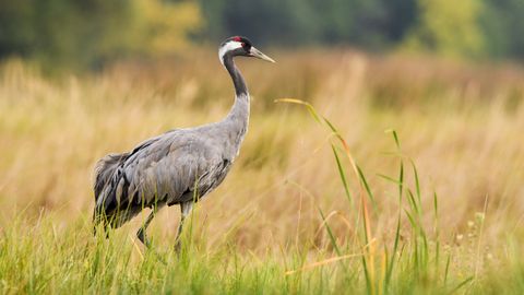 Foto ⟩ Jaunnedēļ saglabāsies vasarīgi, taču ļoti mainīgi laikapstākļi