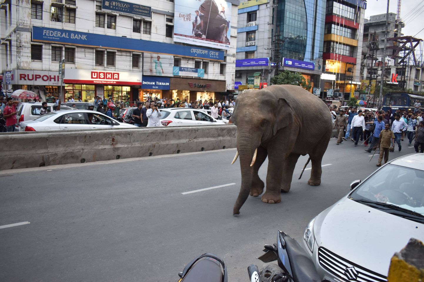 Metsik elevant Indias. Pilt on illustratiivne.