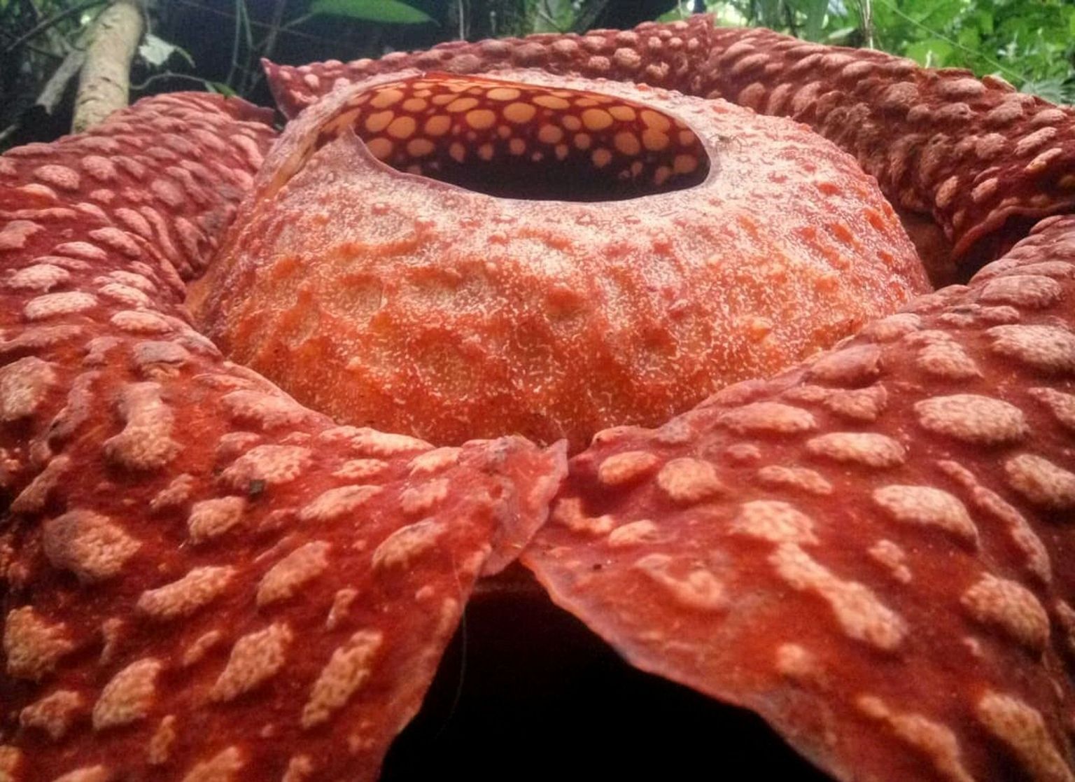 Indoneesias Lääne-Sumatra džunglist avastatud hiigellill, mis kuulub liiki Rafflesia tuan-mudae.